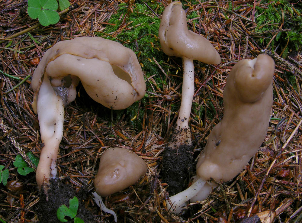 Qualche fungo � arrivato.